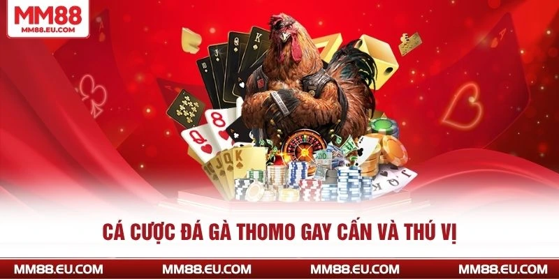 ĐÁ GÀ MM88 4 Cá cược đá gà Thomo gay cấn và thú vị