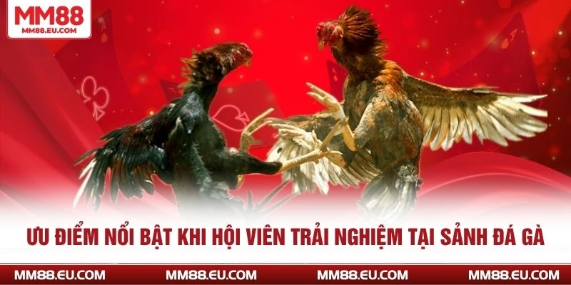 ĐÁ GÀ MM88 2 Ưu điểm nổi bật khi hội viên trải nghiệm tại sảnh đá gà